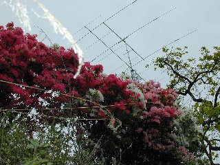 ant6.jpg (31999 �o�C�g)